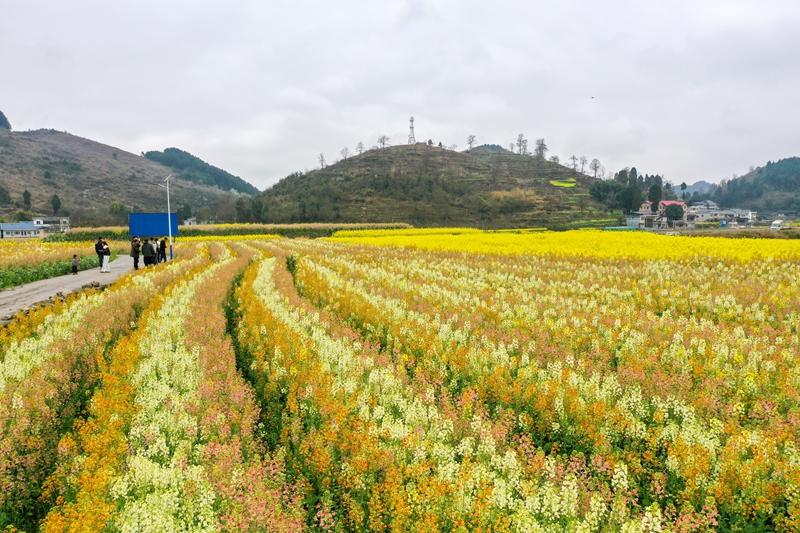 3月3日，游客在貴州省遵義市播州區茅栗鎮多彩油菜花海裡游玩。
