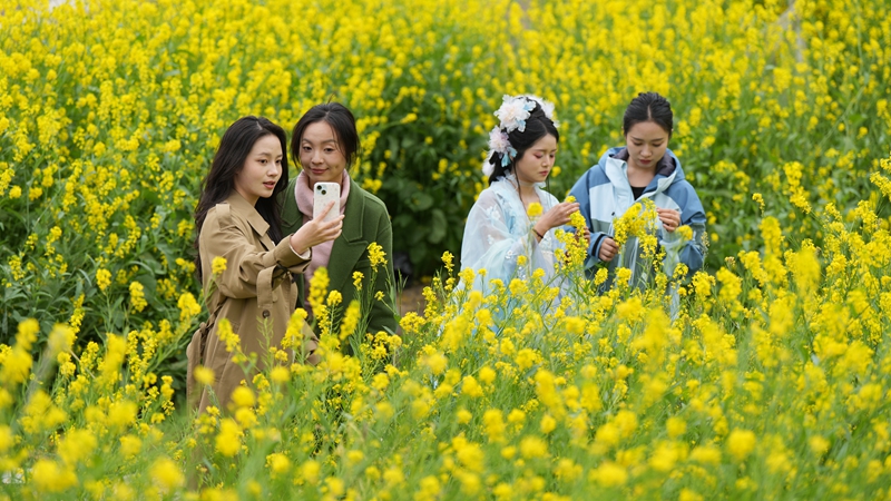 2026年3月2日，貴州省納雍縣百興鎮納雍河畔油菜花田美如畫。謝健鋒攝