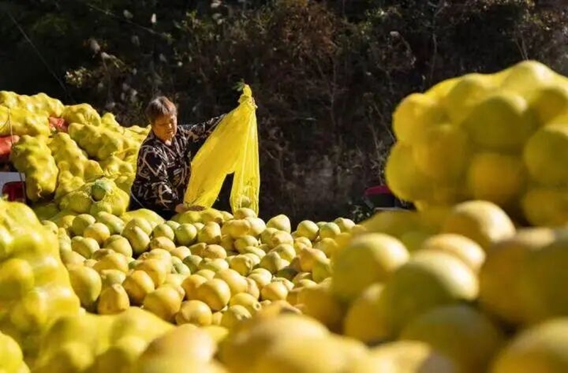 綠色引領強農業，提質增效促振興。