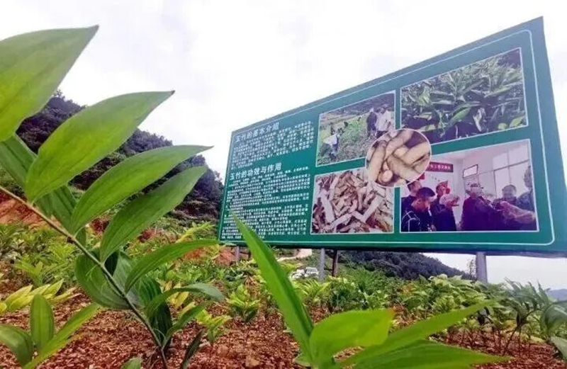 綠色引領強農業，提質增效促振興。