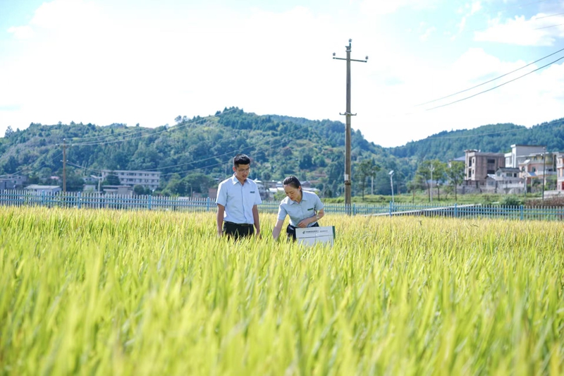 3、邮储银行客户经理走进田间地头采集数据..jpg