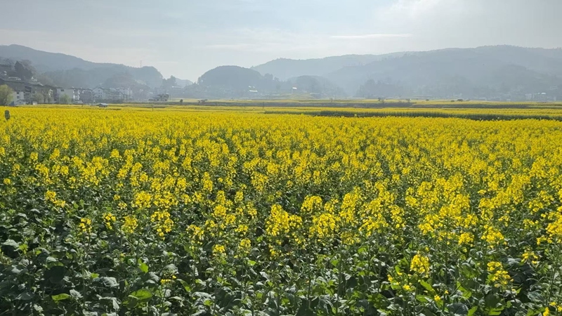 圖為：油菜花近景