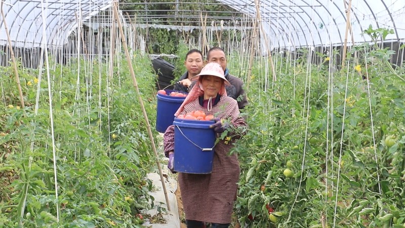 独山麻尾镇西红柿集中上市。