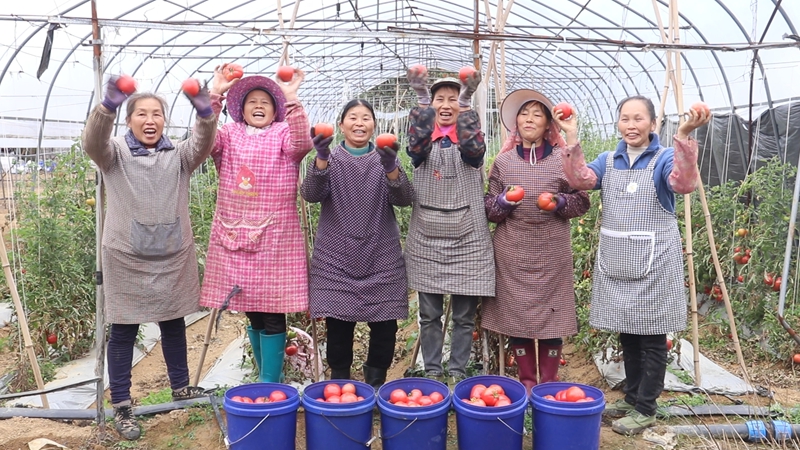 独山麻尾镇西红柿集中上市。