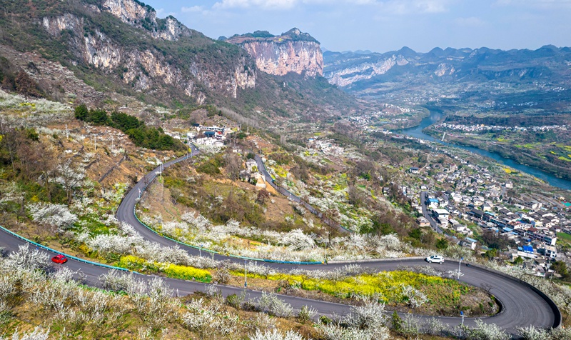 3月4日，贵州省黔西市大关镇丘林村盛开的桃花李花与村庄、河流、山川构成一幅美丽乡村生态画卷。