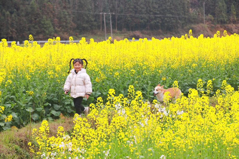 孩童在劍河縣南明大壩油菜花海中玩耍。楊潔茹攝