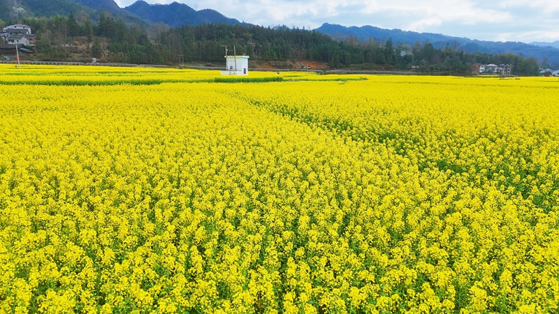 劍河縣南明大壩油菜花海。熊興富攝