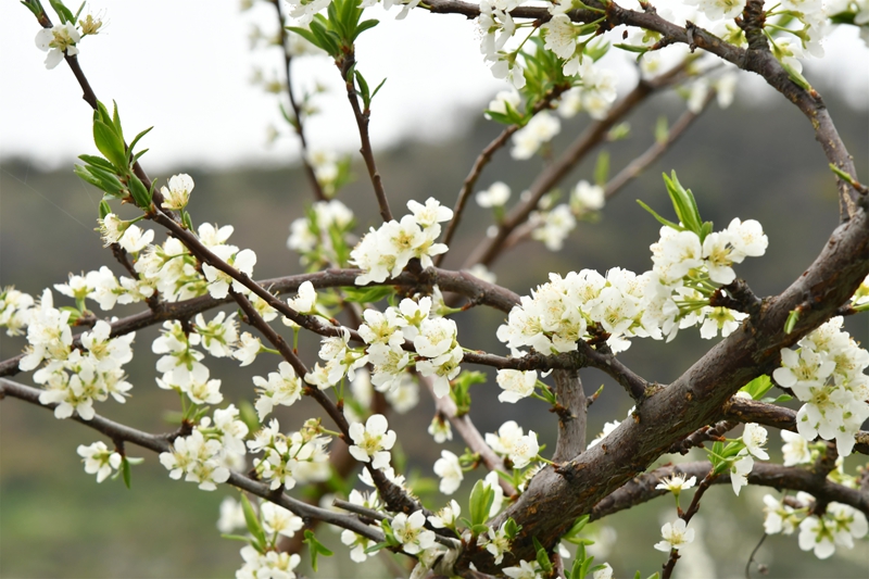 盛開的蜂糖李花。