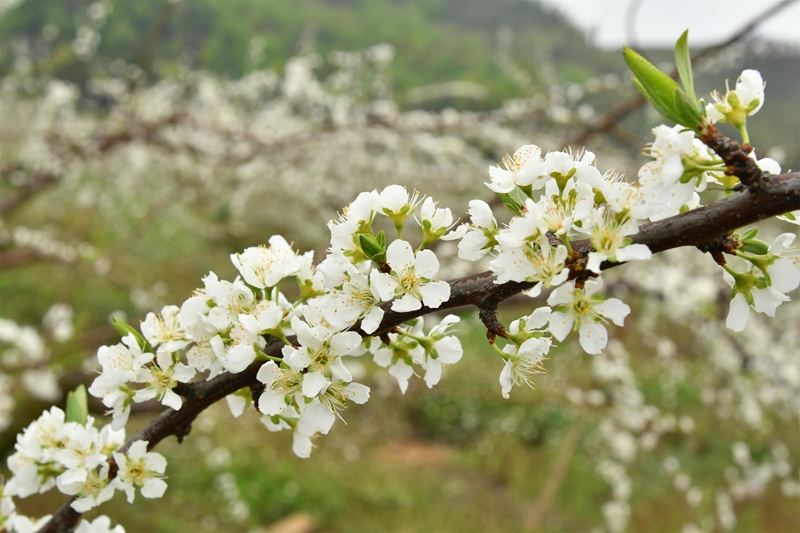 盛開的蜂糖李花。
