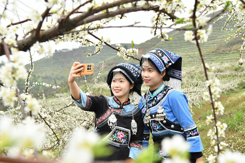 人們在羅甸縣羅悃鎮響水村蜂糖李種植基地賞花拍照。