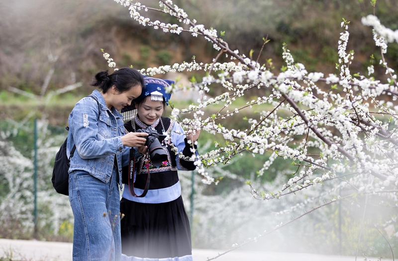 人們在羅甸縣羅悃鎮響水村蜂糖李種植基地賞花拍照。