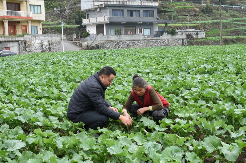 农技人员深入田间指导。陈态摄.jpg