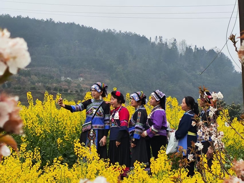 姑媽們在油菜花裡拍照留影。鄢永華攝
