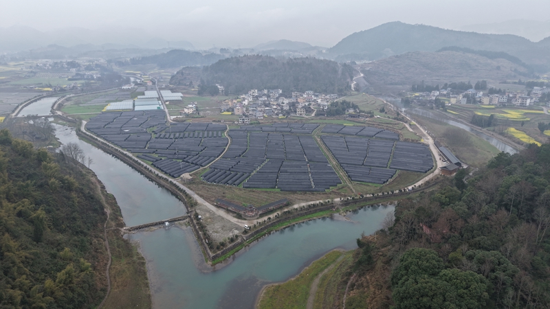 松桃 大路镇长征村羊肚菌大景。