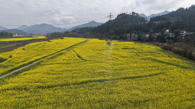 無人機管護航拍。