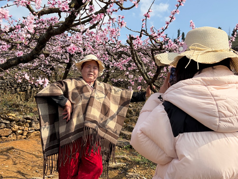 5 圖為游客在桃花叢中拍照。
