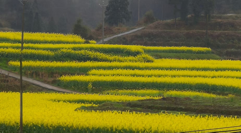 油菜花盛开。