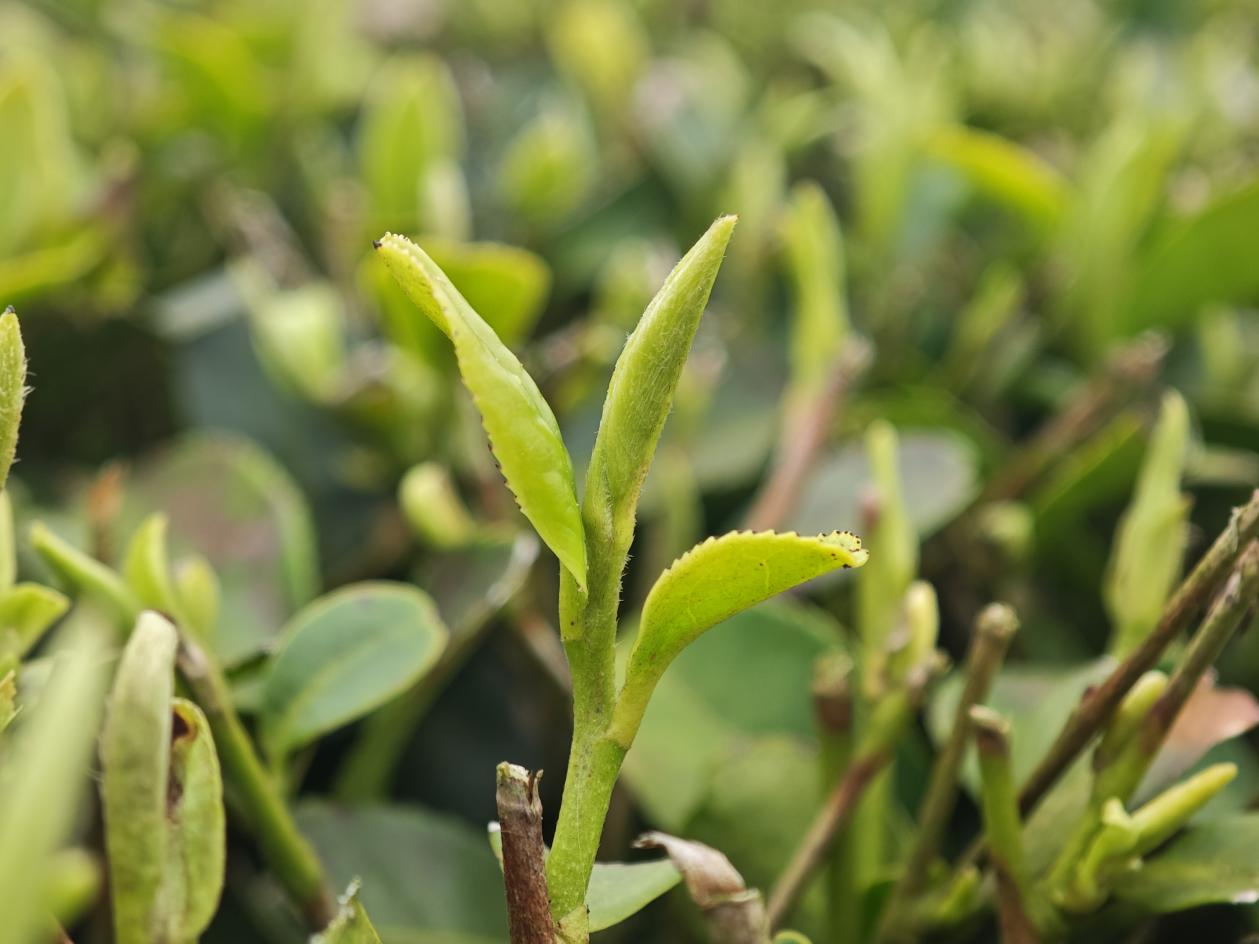 贵州石阡：春茶抢“鲜”开采(1)