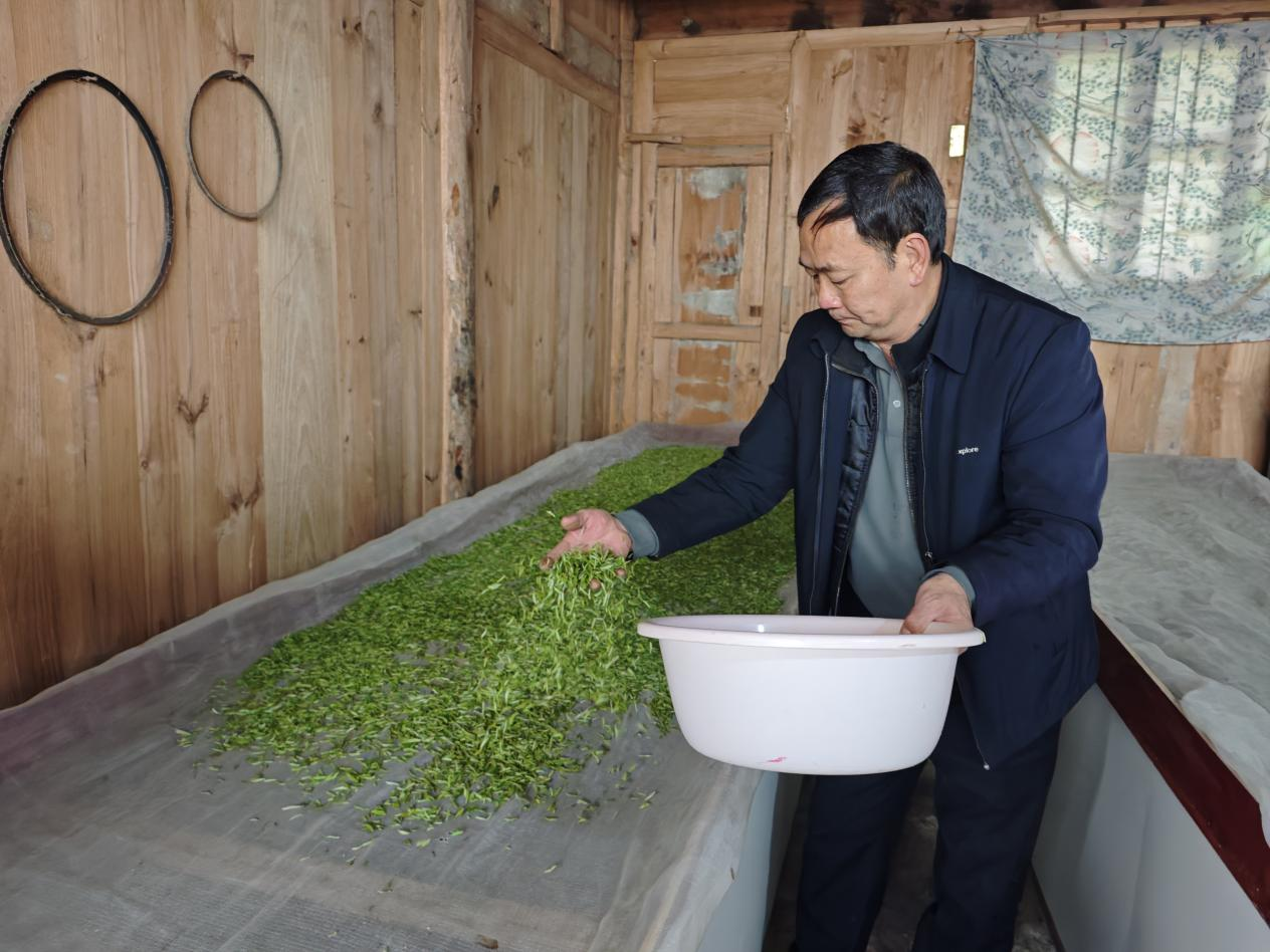 春茶抢“鲜”开采。