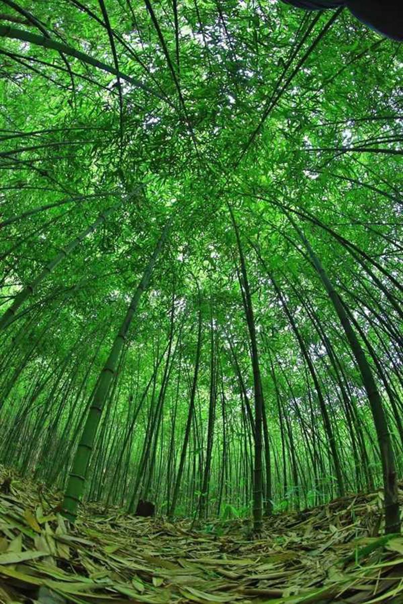 4、桐梓把方竹产业打造为“绿色银行 ”。桐梓县融媒体中心供图