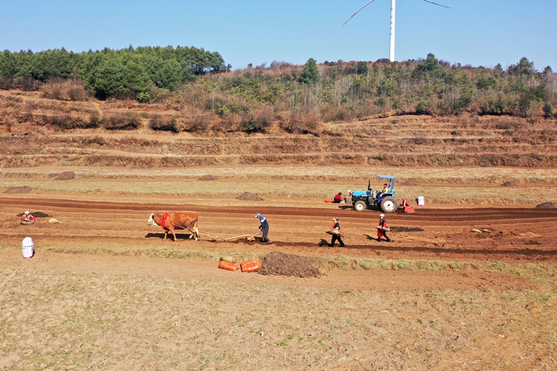 圖為3月1日，在鹽倉鎮馬鈴薯種植大戶高艷的家庭農場裡，傳統的勞作與現代機械同耕。（陳逍 攝）