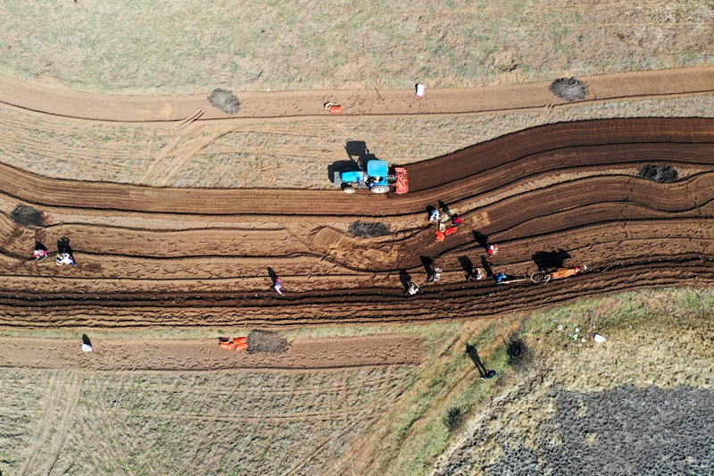 圖為3月1日，在鹽倉鎮馬鈴薯種植大戶高艷的家庭農場裡，馬鈴薯播種熱火朝天。（陳逍 攝）