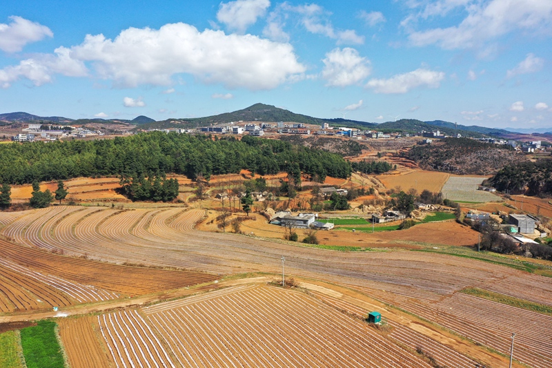圖為3月4日，航拍麼站鎮平原村馬鈴薯種植基地基地一角。（陳逍 攝）