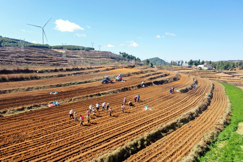 圖為3月4日，航拍麼站鎮平原村威寧縣晟瑞生態種養殖專業合作社的馬鈴薯種植基地內，馬鈴薯種植如火如荼。（陳逍 攝）
