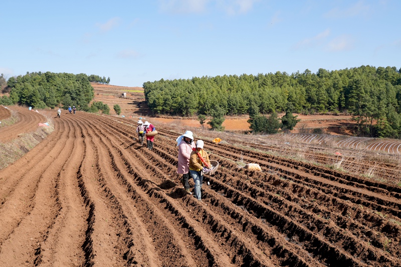 圖為3月4日，在麼站鎮平原村威寧縣晟瑞生態種養殖專業合作社的馬鈴薯種植基地，務工群眾正在播種馬鈴薯。（陳逍 攝）.JPG