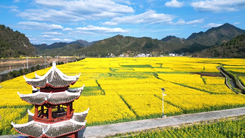 銅仁市碧江區瓦屋油菜花基地  朱子立攝