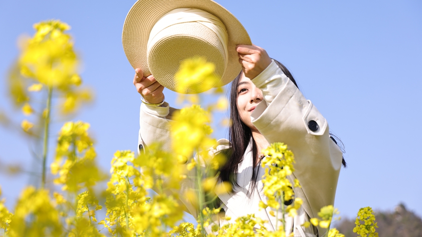 独山县基长镇2500亩油菜花迎来盛花期。