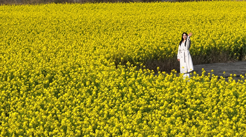 独山县基长镇2500亩油菜花迎来盛花期。