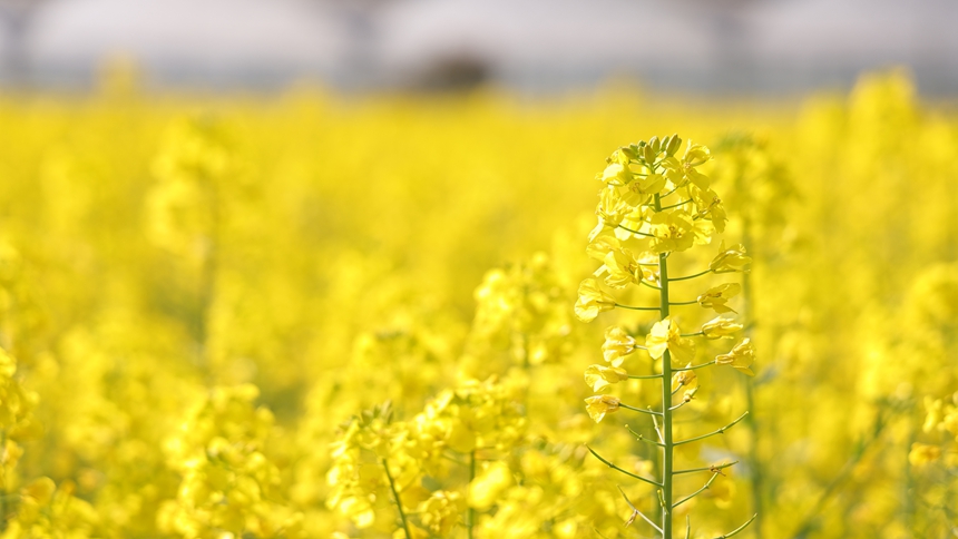 独山县基长镇2500亩油菜花迎来盛花期。