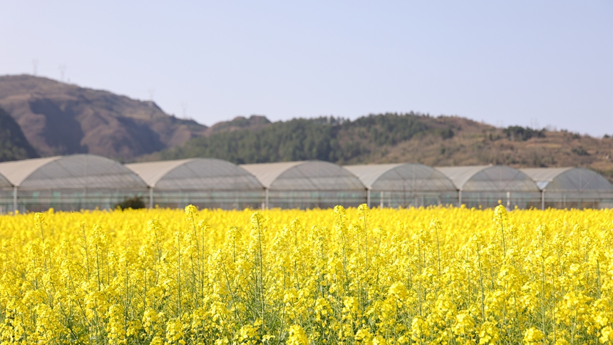 獨山縣基長鎮2500畝油菜花迎來盛花期。