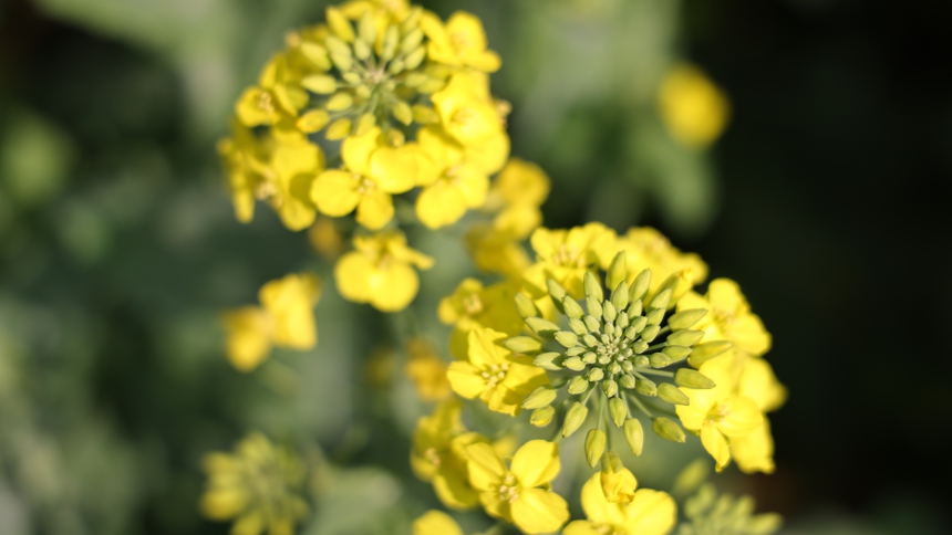 獨山縣基長鎮2500畝油菜花迎來盛花期。