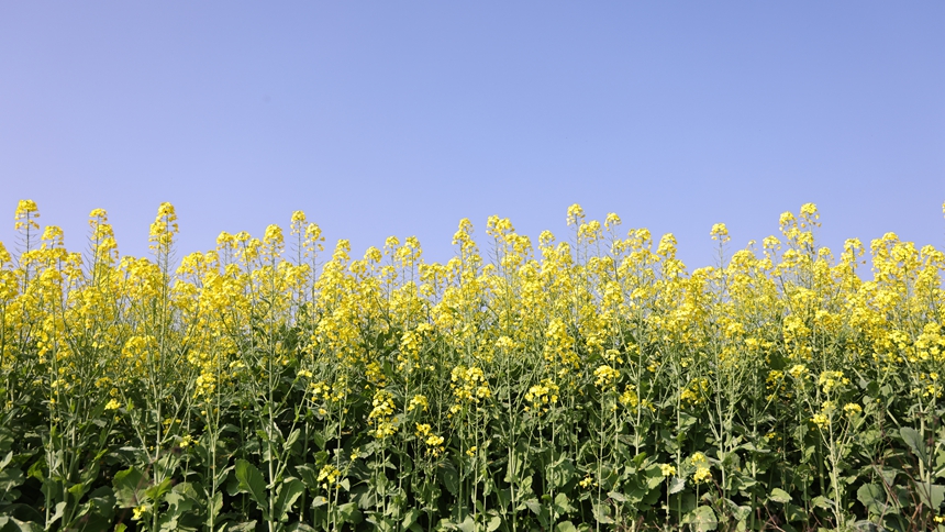 獨山縣基長鎮2500畝油菜花迎來盛花期。
