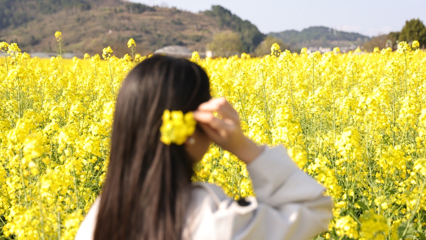 獨山縣基長鎮2500畝油菜花迎來盛花期。