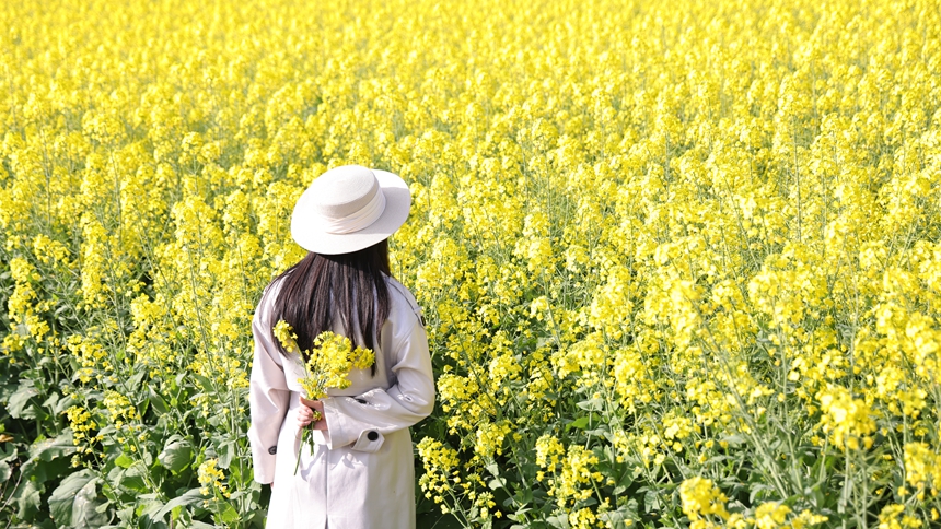 独山县基长镇2500亩油菜花迎来盛花期。