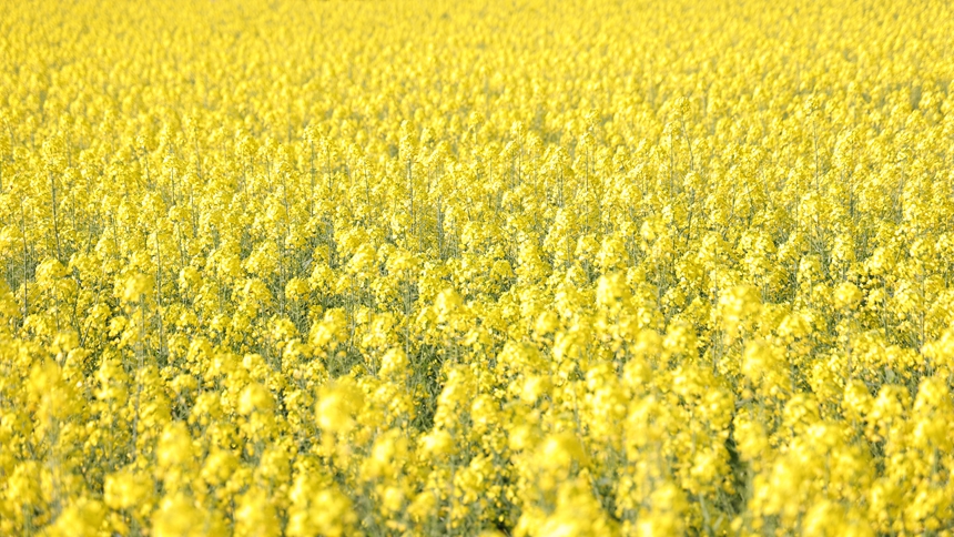 独山县基长镇2500亩油菜花迎来盛花期。