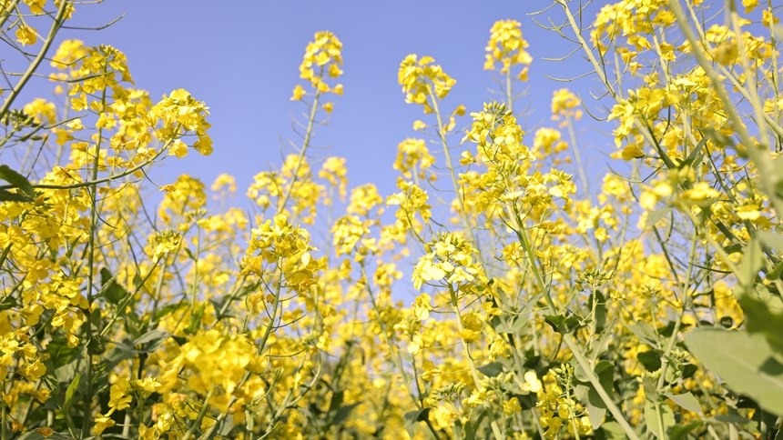 独山县基长镇2500亩油菜花迎来盛花期。