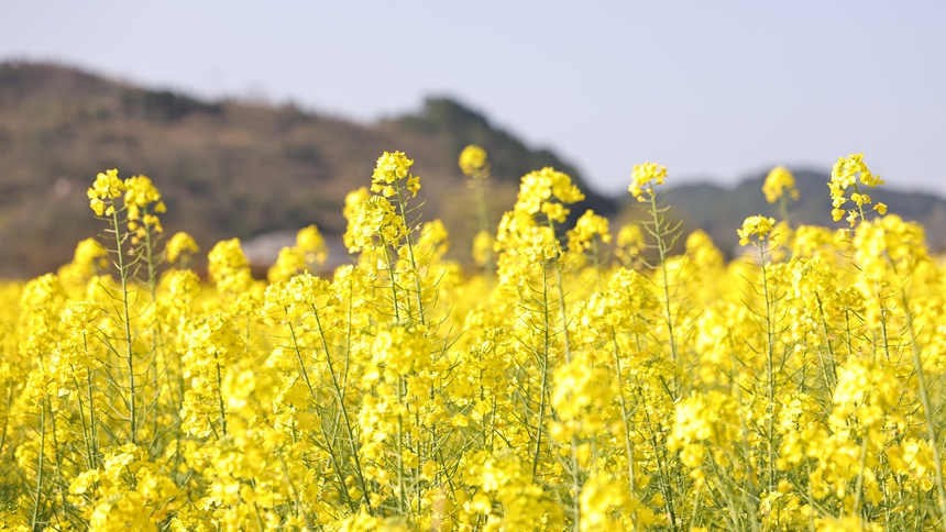 独山县基长镇2500亩油菜花迎来盛花期。