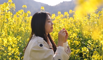 超出片！基长镇2500亩油菜花迎来盛花期独山县基长镇秀峰村的油菜花迎来了盛花期，在这片被阳光和雨水滋润的土地上，连片金黄色的花海随风起伏，勾勒出醉人的春日田园美景……