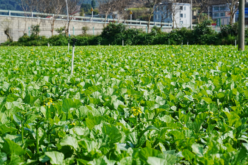 五馬鎮東升農場新品種。