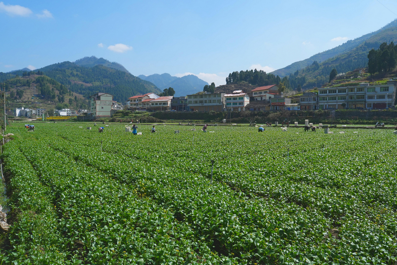 五馬鎮東升農場內工人在採收蔬菜。