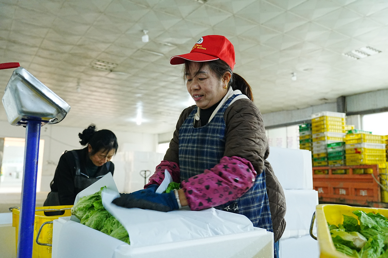 五馬鎮東升農場 工人在打包蔬菜。