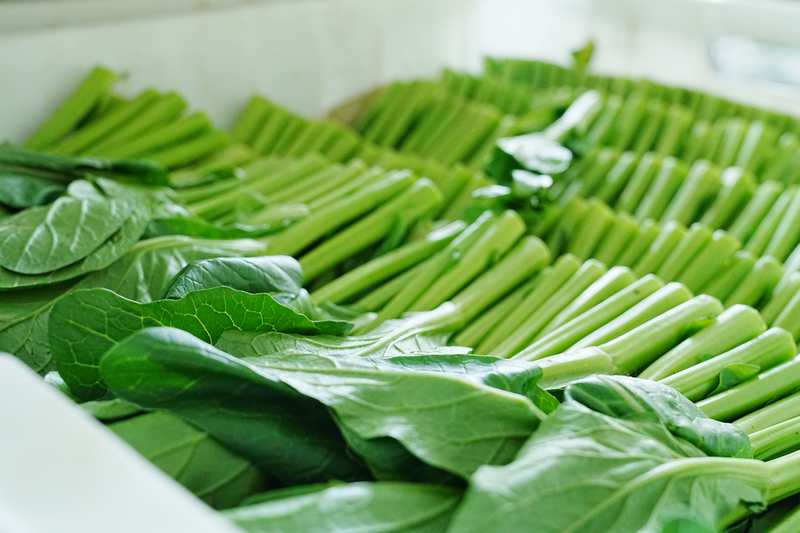 五馬鎮東升農場內採摘的廣東菜心。