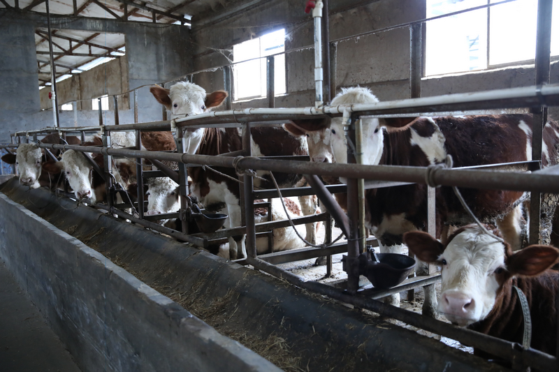 佳榮鎮威岩村盛豐養牛場。