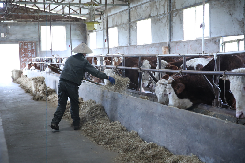 佳榮鎮威岩村盛豐養牛場。
