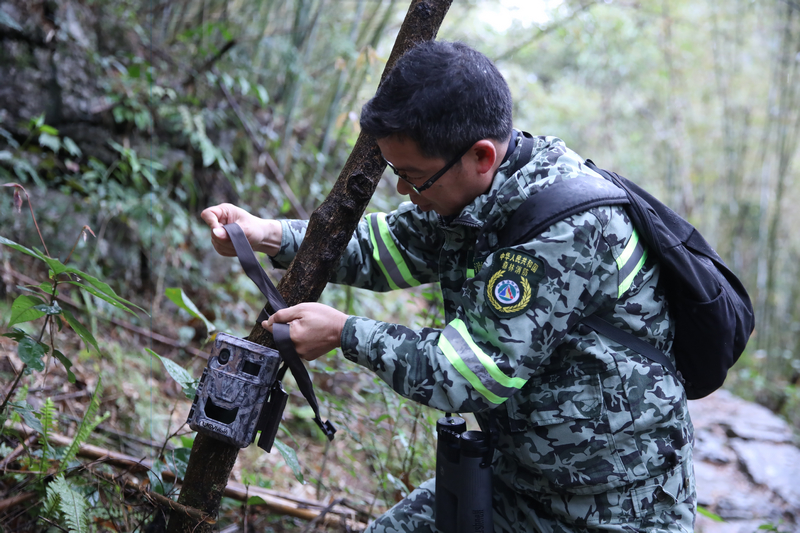 架設紅外相機記錄動物活動。