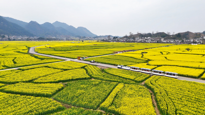 金海坝区油菜花。
